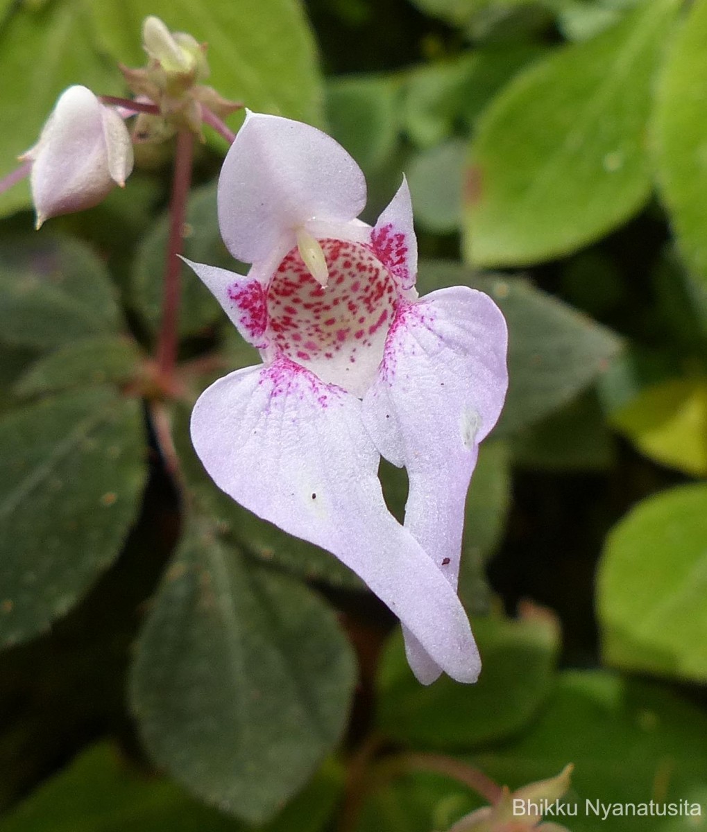 Impatiens thwaitesii Hook.f. ex Grey-Wilson